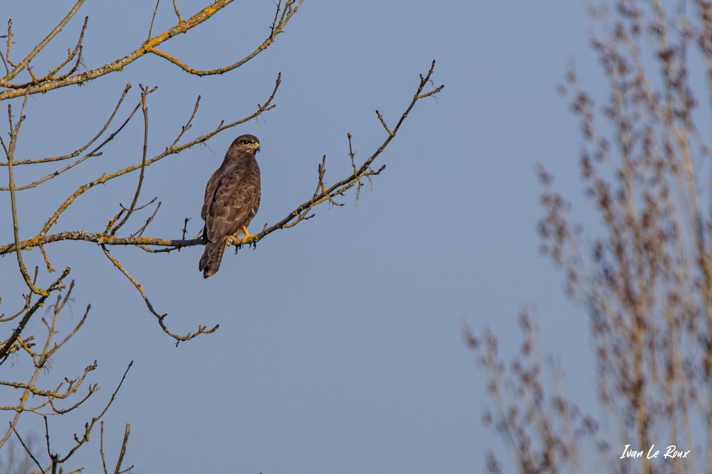 Buse Variable - 2021