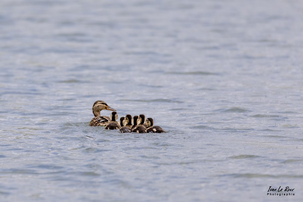 Colvert canard La Petite famille... - Fontaine-La-Soret (27) - 2022 Photographe Ivan Le Roux