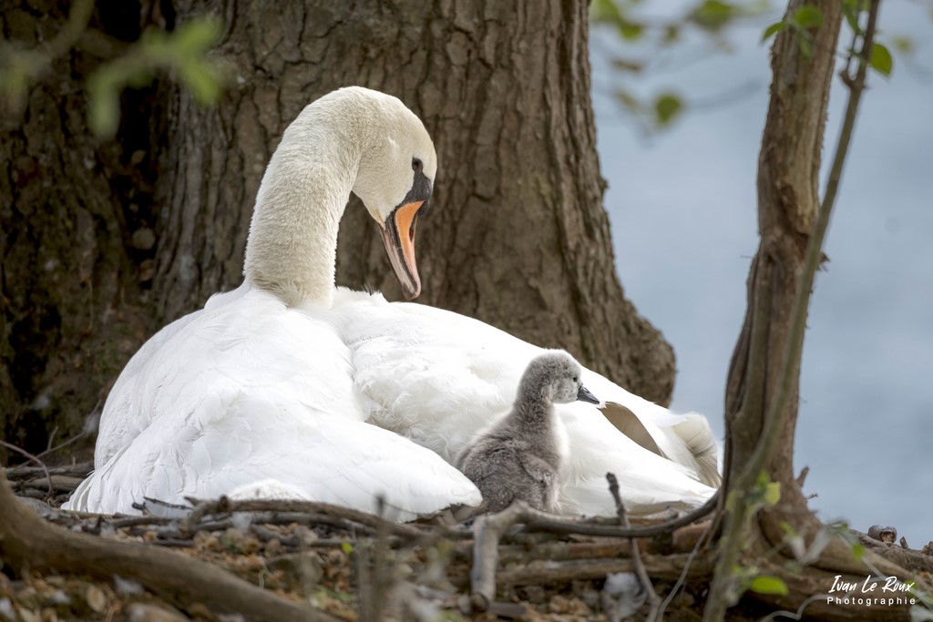 Cygne et Cygnon - Fontaine-La-Soret (27) - 2022 Normandie Eure