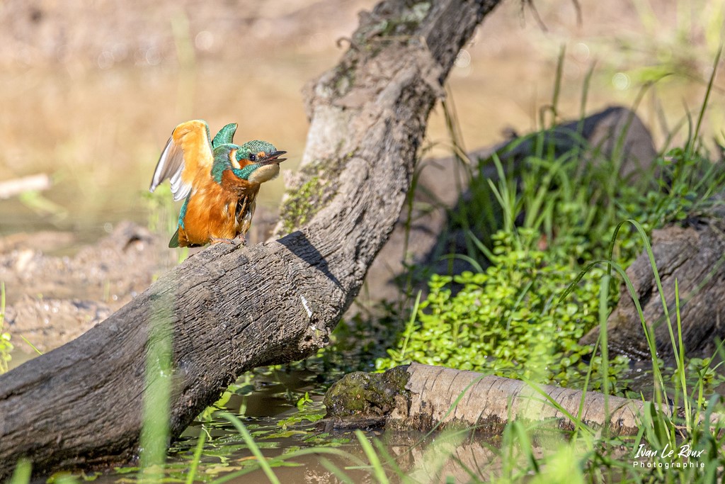 Le Martin Pêcheur  -  2021