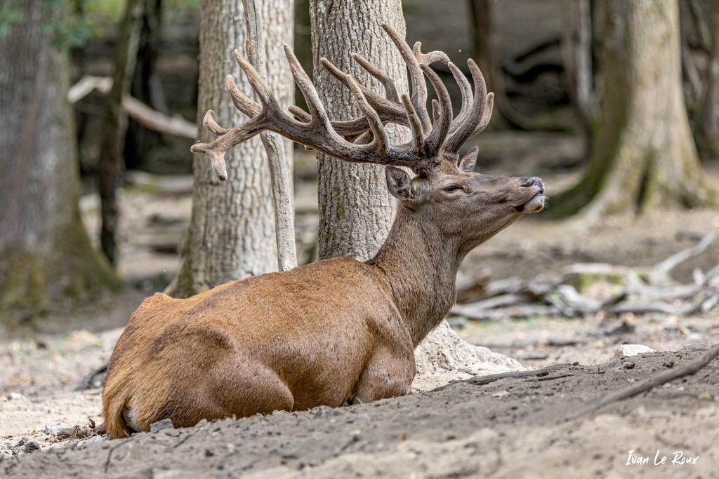 Cerf élaphe 19 cors Photo Ivan Le roux