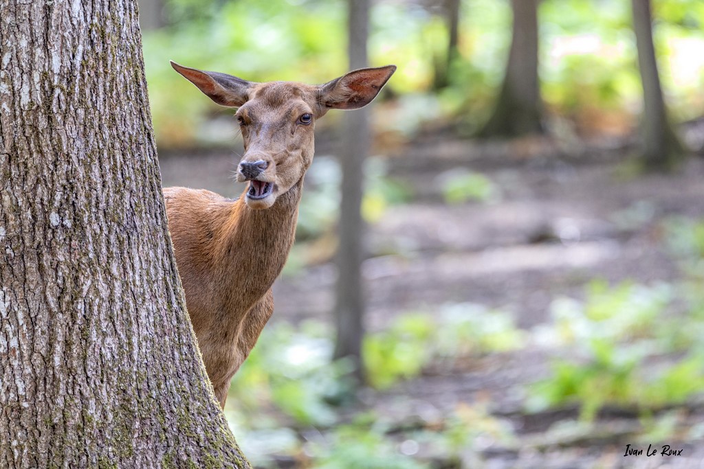 Cache-cache avec une biche
