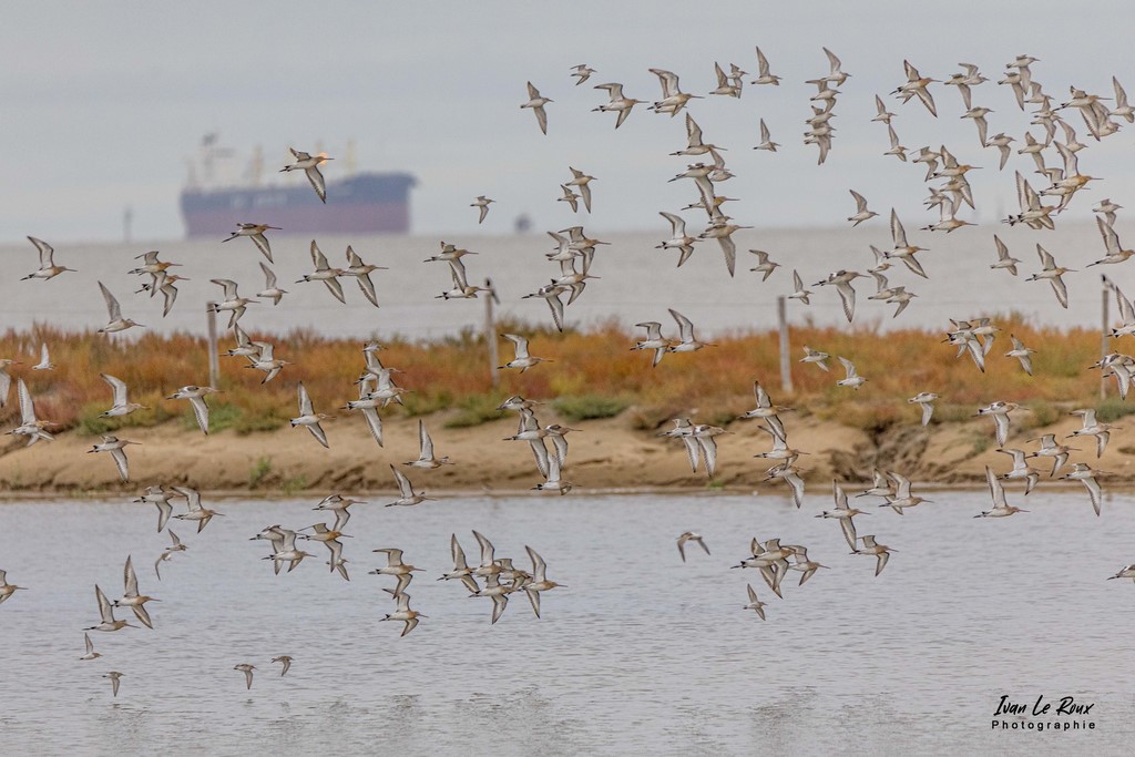 Estuaire de la Seine - 2020 - Canon EOS 5D Mark IV, Tamron SP 150-600 mm f/5-6.3 Di VC USD G2 A022, 600 mm, 1/1000s, f/6.3 ISO 1600, Priorité Ouver ivan Le Roux Barges photos