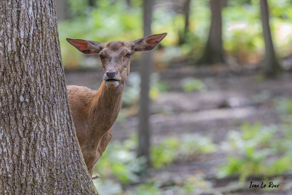 Cache-cache avec une biche - 2020
