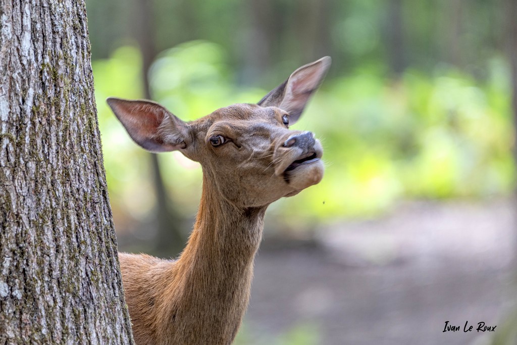 Cache-cache avec une biche - 2020