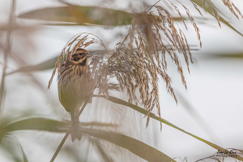 Bruant des Roseaux (femelle) - Estuaire de la Seine (76)