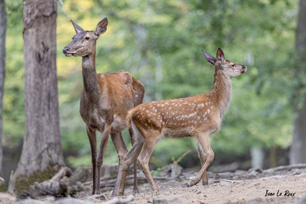 Biche & Faon
