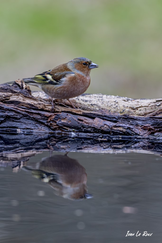 Pinson des Arbres -  Collection "Les Oiseaux du Jardin" - 