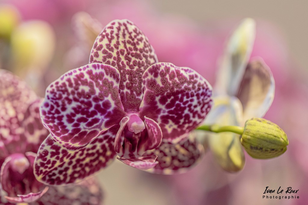 Orchidée