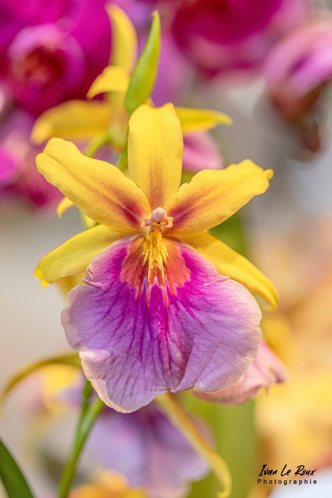 Fleur d'Orchidée coeur Jaune Rose - Photo Ivan Le Roux - Château de Vascoeuil - Normandie - Eure