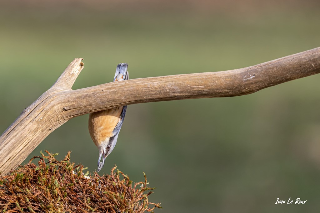 Sittelle Torchepot - 2021 - Romilly-la-Puthenaye