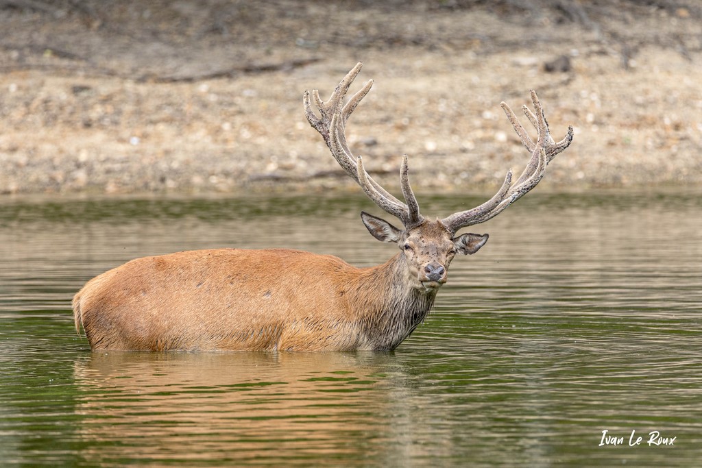 Cerf dans l'eau
