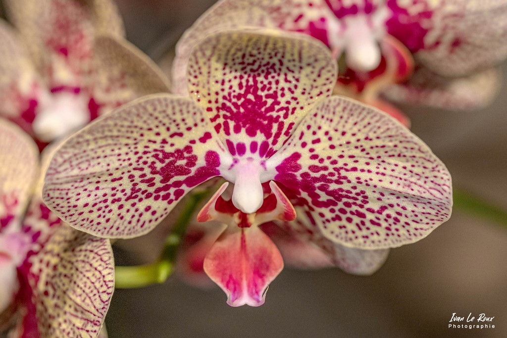 Fleur d'Orchidée - Photo Ivan Le Roux - Château de Vascoeuil - Normandie