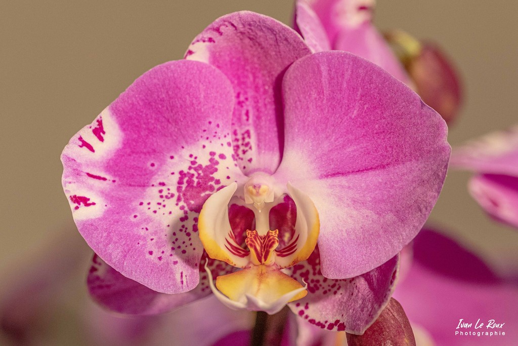 Fleur d'Orchidée coeur Jaune blanc Rose - Photo Ivan Le Roux - Château de Vascoeuil - Normandie