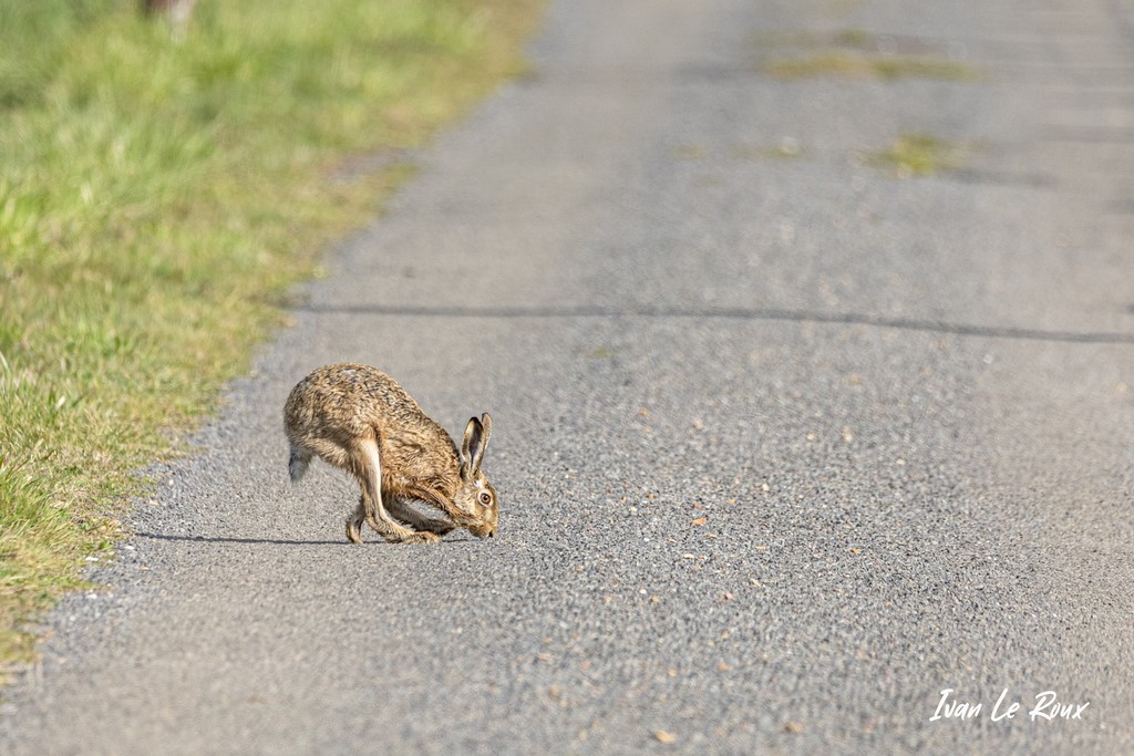Lièvre renifle les odeurs