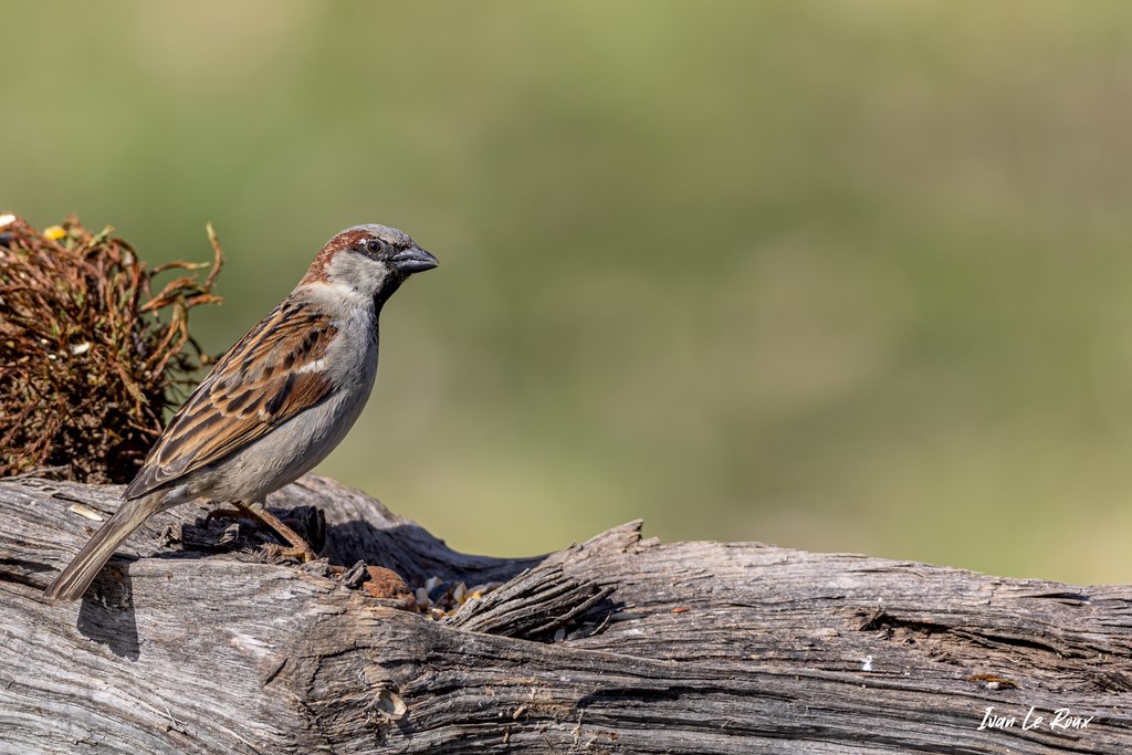 Moineau domestique (Mâle) - 2021