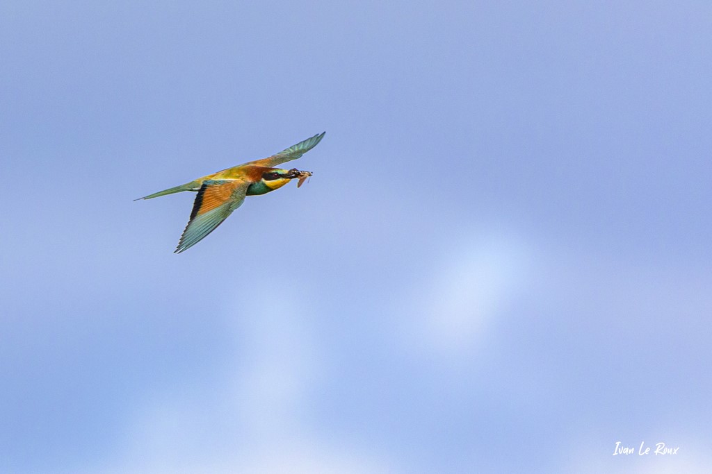 Guêpier d'Europe - Loiret (45) - 2020 Photo Ivan Le Roux