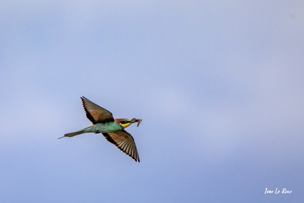 Guêpier d'Europe - Loiret (45) - 2020 Photo Ivan Le Roux