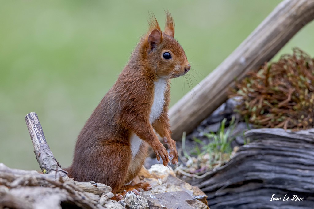 L'Ecureuil Roux sur les pattes arrières  - 2021
