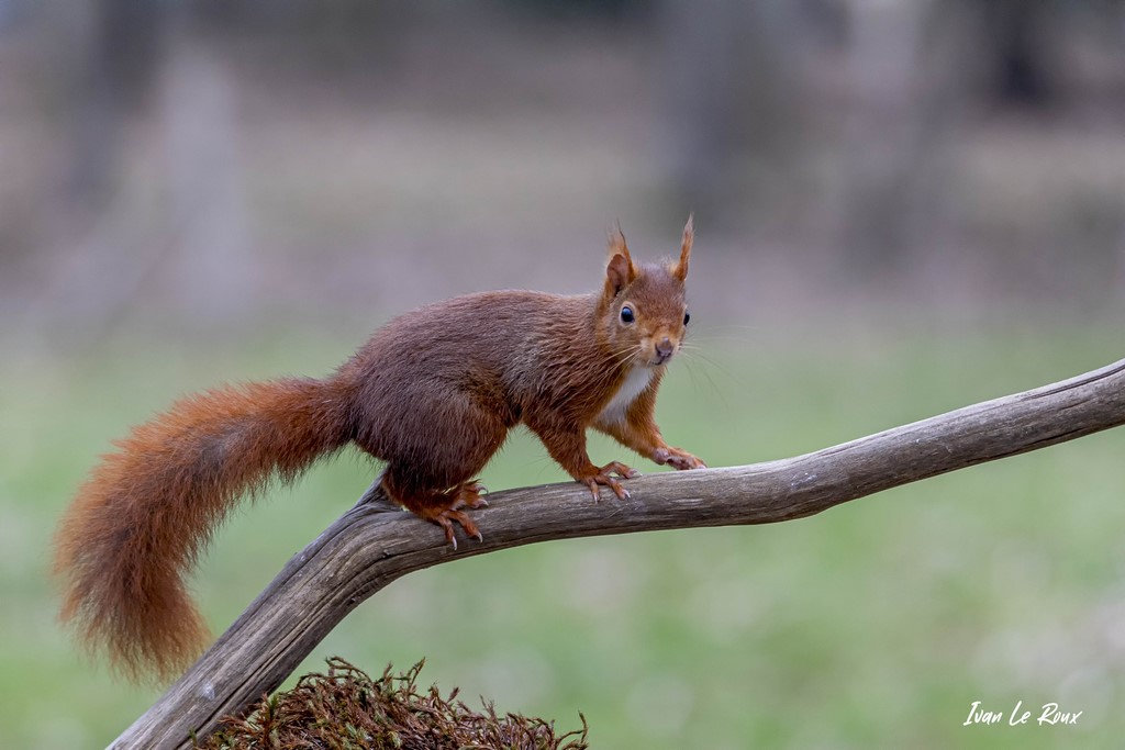 L'Ecureuil Roux sur sa branche  - 2021