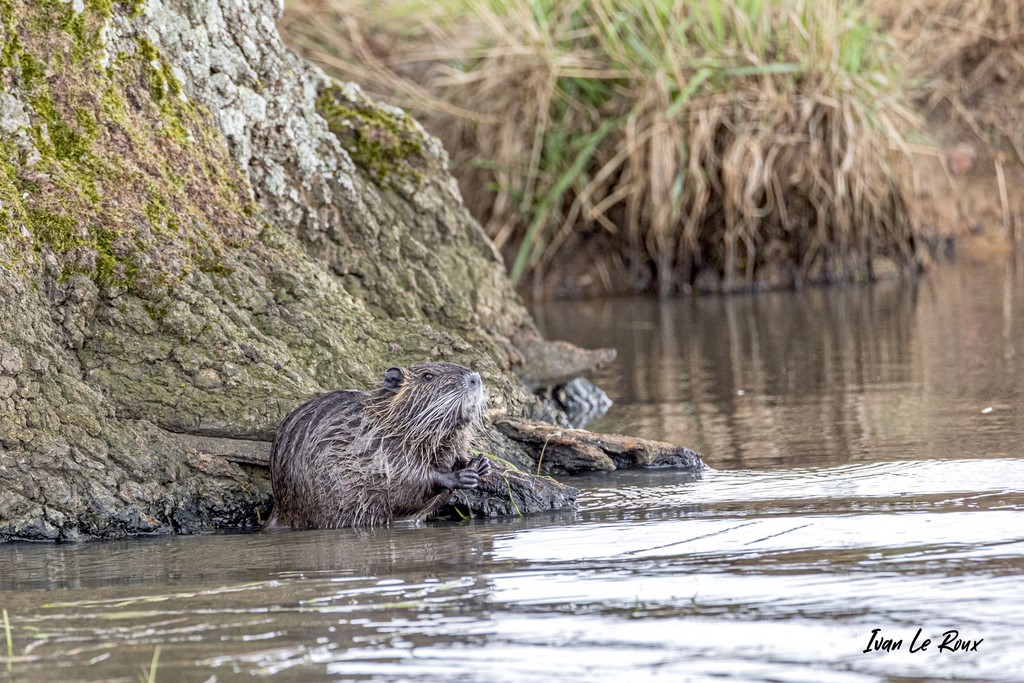 Ragondin au bord de l'eau - 2021