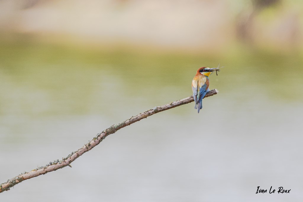 Guêpier d'Europe - Loiret (45) - 2020
