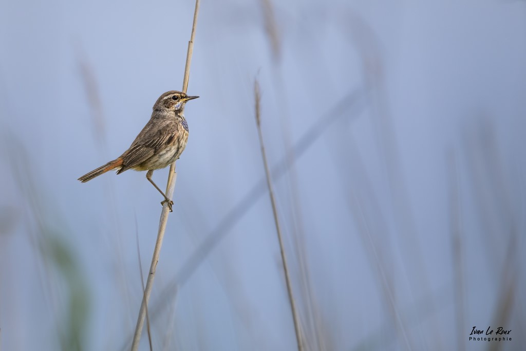 Gorge-Bleue femelle - Estuaire de la Seine (76) - 2022 - Photographe Ivan Le Roux