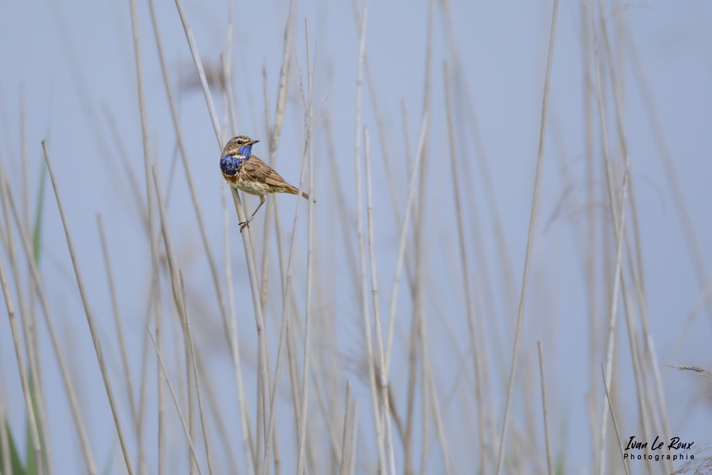 Gorge-Bleue à Miroir - Estuaire de la Seine (76) - 2022 - Ivan Le Roux