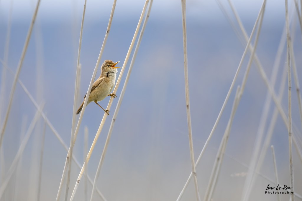 Rousserolle Effarvate - Estuaire de la Seine (76) - 2022 - Ivan Le ROux