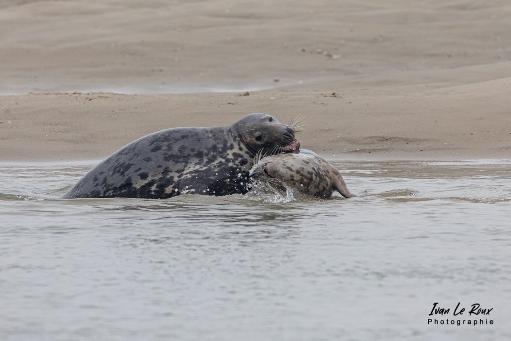 Phoques  & Veaux marins  - Baie d'Authie (62)  - 2021