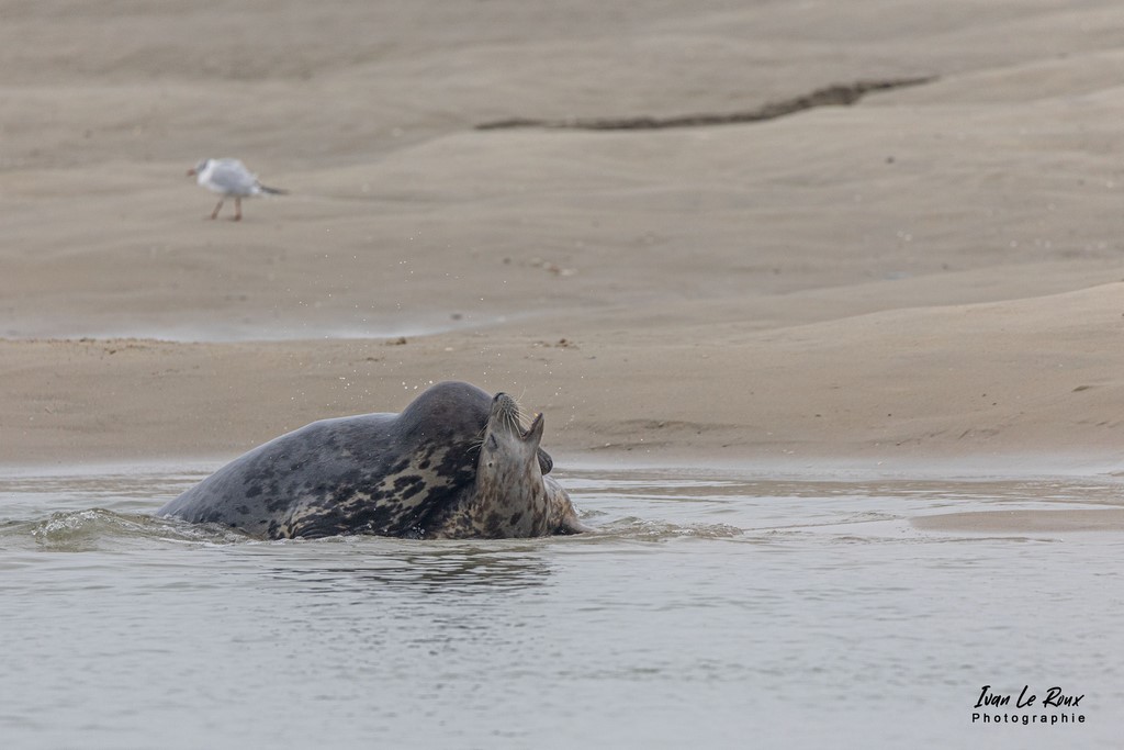 Phoques  & Veaux marins  - Baie d'Authie (62)  - 2021