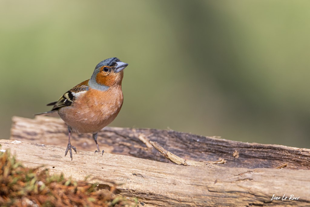 Pinson des Arbres (Mâles) - 2021