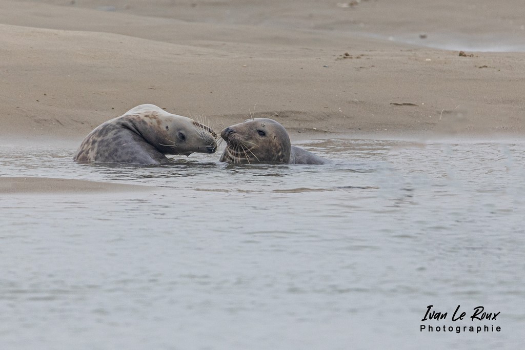 Phoques  & Veaux marins  - Baie d'Authie (62)  - 2021