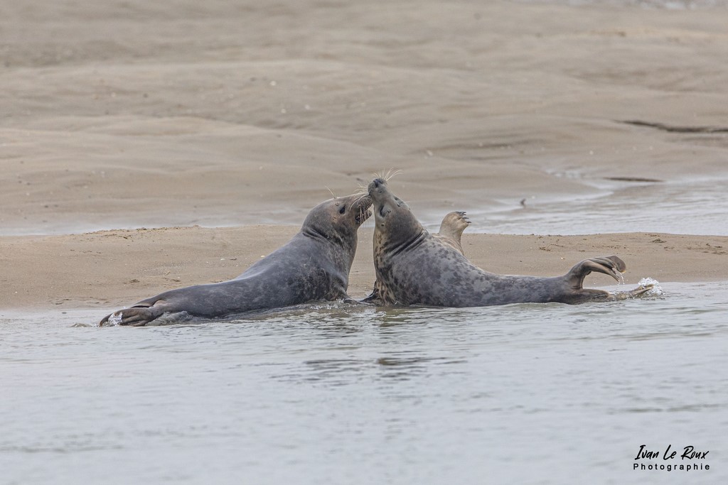 Phoques  & Veaux marins  - Baie d'Authie (62)  - 2021