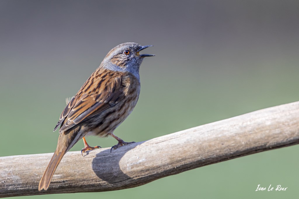  Collection "Les Oiseaux du Jardin" - L'Accenteur Mouchet - 2021 - Romilly-la-Puthenaye - Normandie