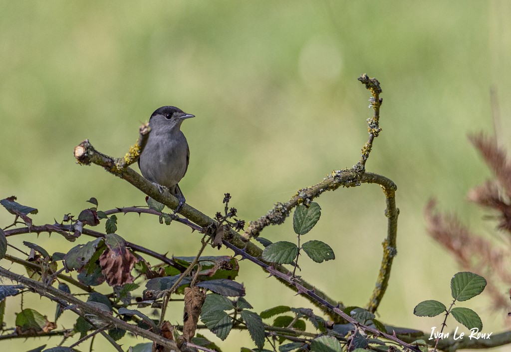  Collection "Les Oiseaux du Jardin" - Fauvette à Tête Noire - 2021