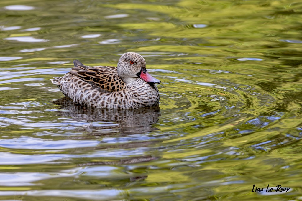 Canard - Parc de Clères (76) - 2020