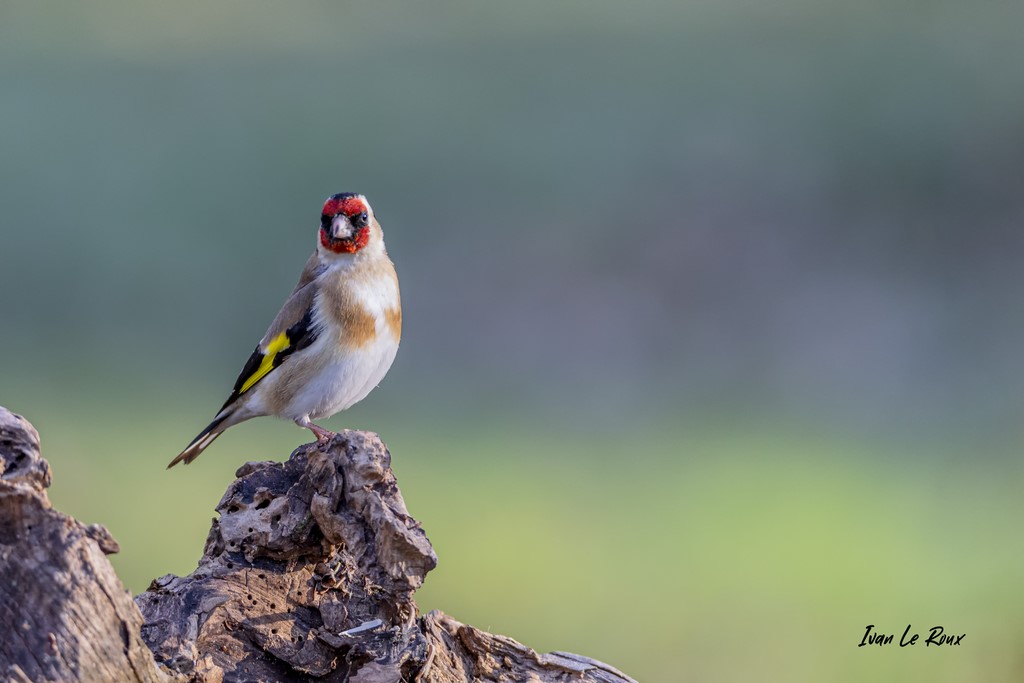  Collection "Les Oiseaux du Jardin" - Chardonneret Elégant - 2021 - Eure Normandie