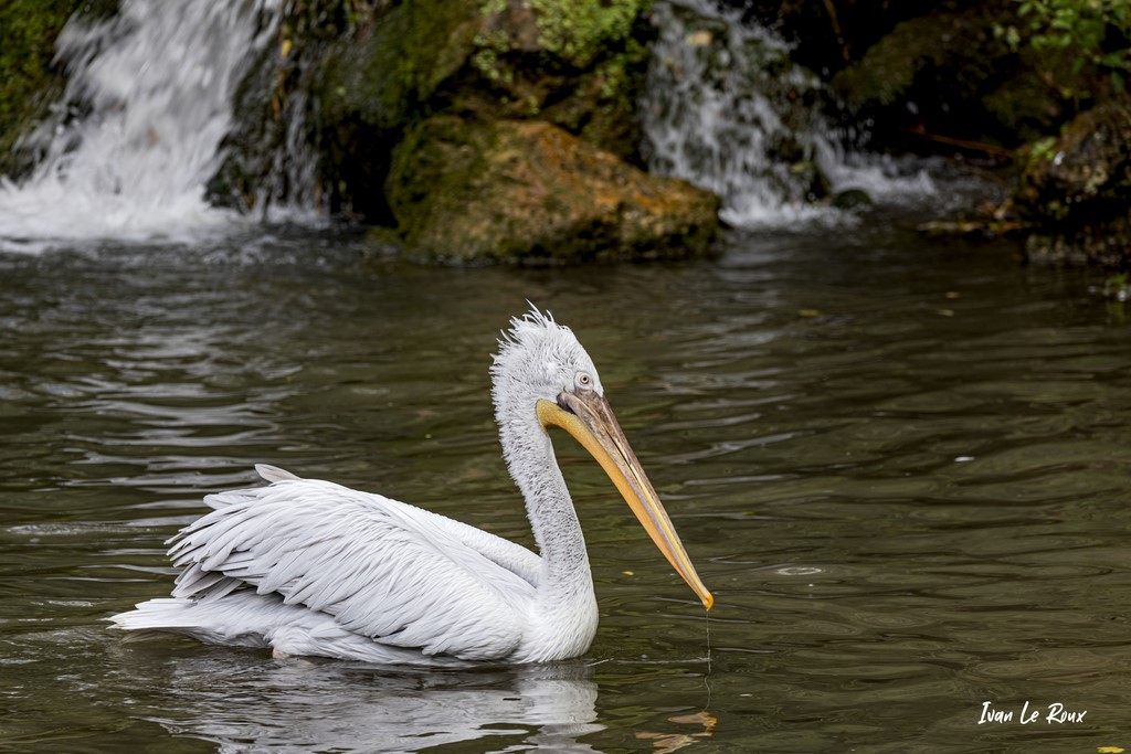 Pélican Frisé