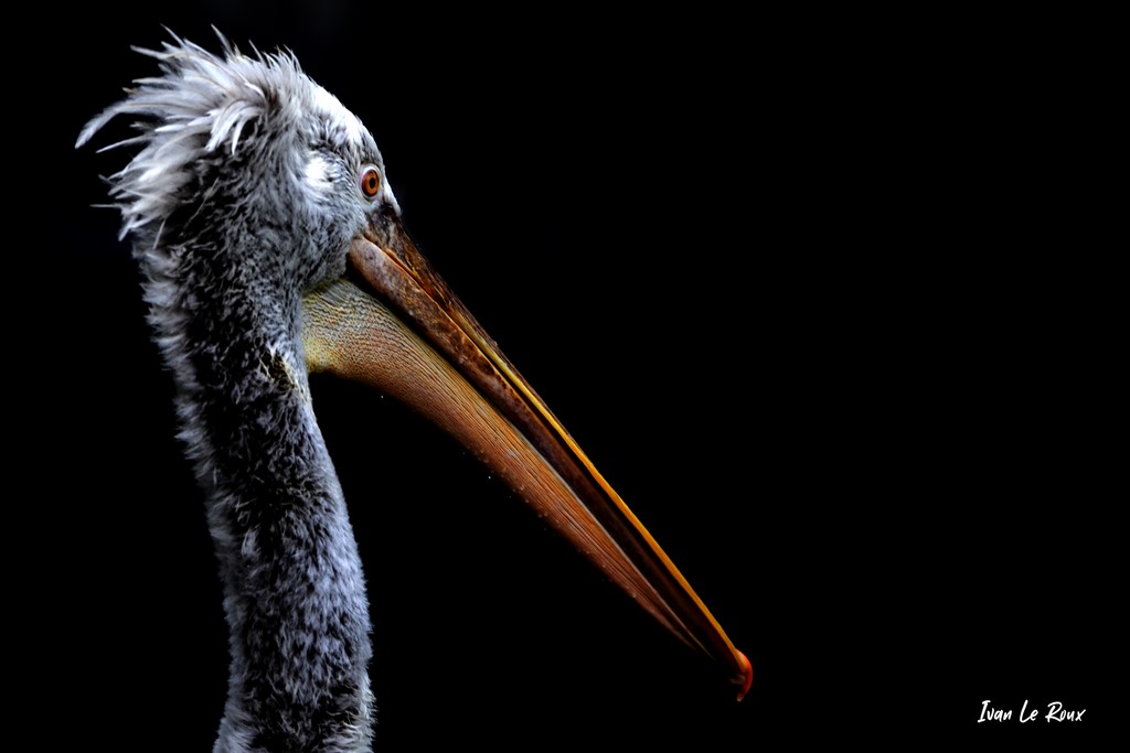 Pélican Frisé sur fond noir