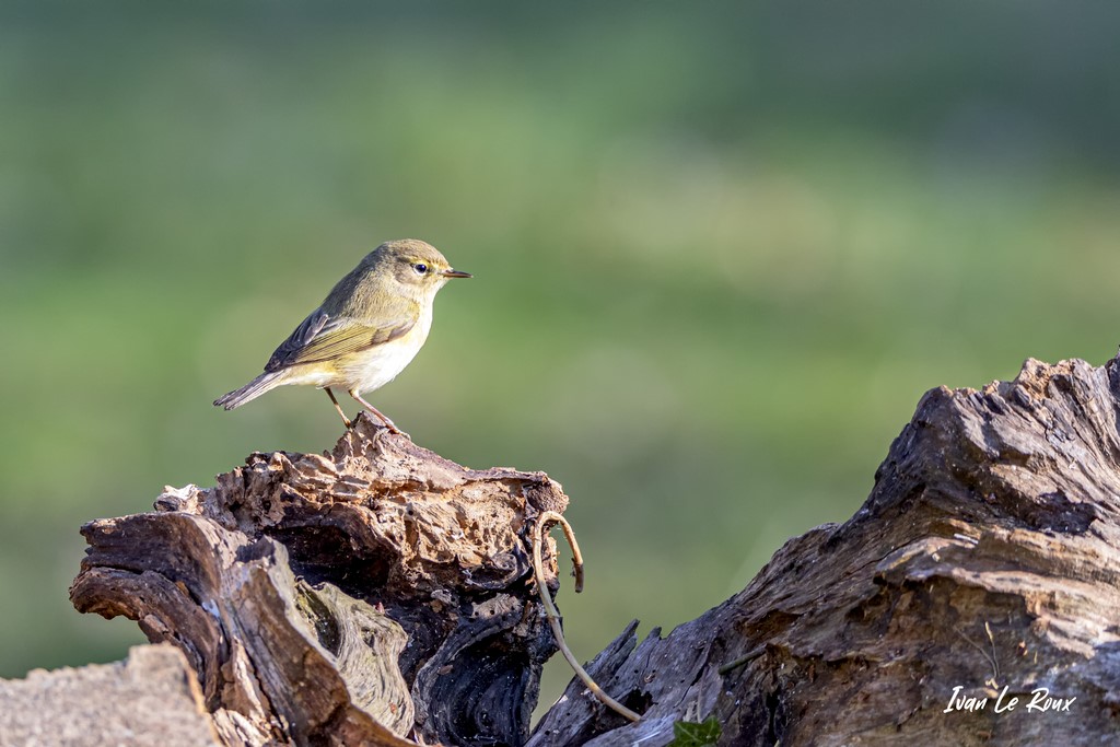 "Les Oiseaux du Jardin" - Pouillot Véloce - 2021 - ivan Le Roux Photographe