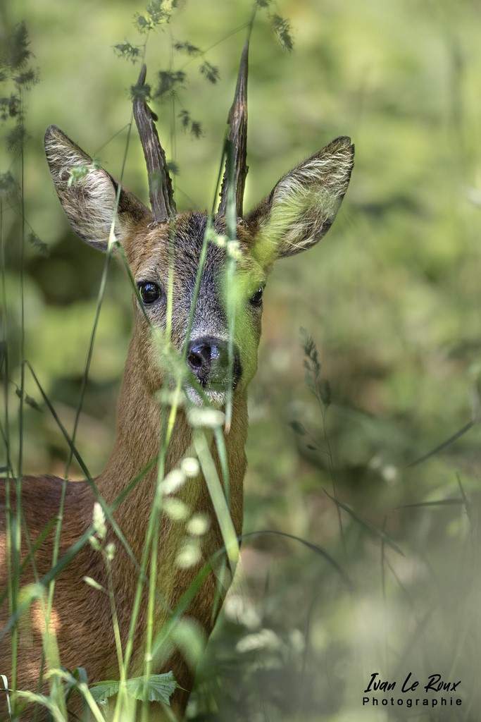 Chevreuil caché dans les grandes herbes... - Romilly-la-Puthenaye (27) - 2022 - Photo d'Ivan Le Roux