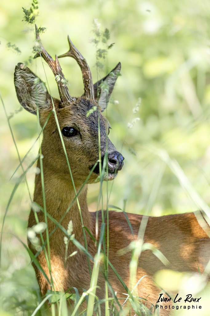 Portrait Chevreuil - Romilly-la-Puthenaye (27) - 2022 - Photographe Ivan Le Roux