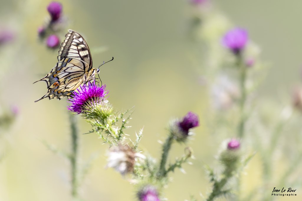 Papillon Machaon ou Grand porte-queue - Romilly-la-Puthenaye (27) - 2022 - Photo Ivan Le Roux