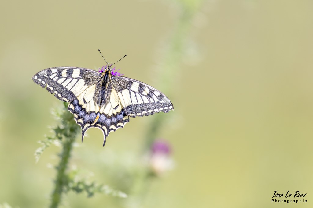 Le Machaon ou Grand porte-queue - Romilly-la-Puthenaye (27) - 2022 - Ivan Le Roux Photographe