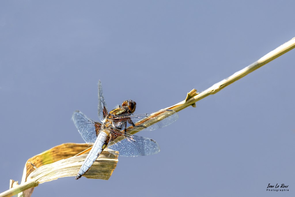 Libellule déprimée - Heurteauville (76) - 2022 - photo Ivan Le Roux