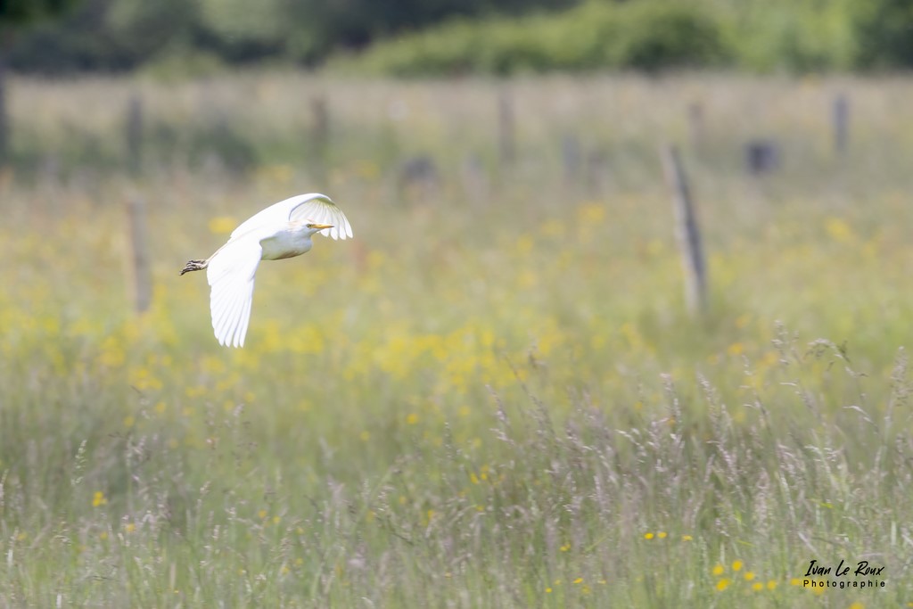 Héron Garde-Boeufs - Heurteauville (76) - 2022 - Ivan Le Roux Photographie