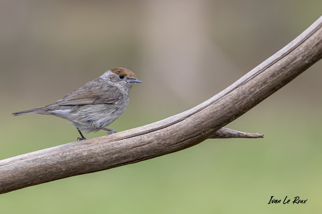 "Les Oiseaux du Jardin" - Fauvette à Tête Noire (femelle) - 2021 - Photographe Ivan Le Roux