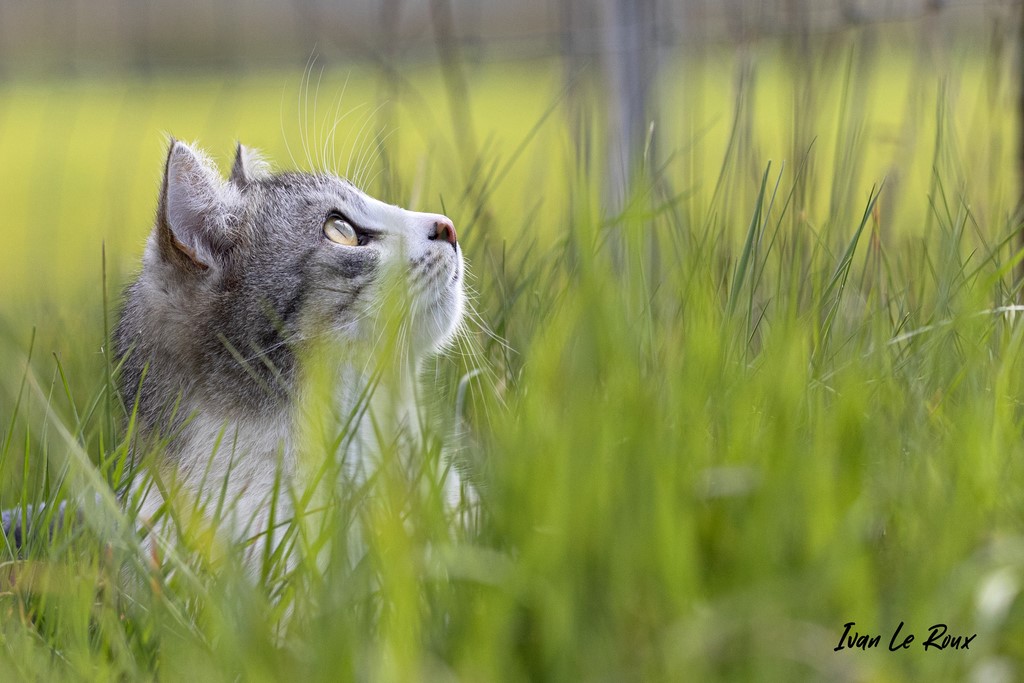 Charlie le Chat prend la pose - 2021 - Romilly-la-Puthenaye - Eure 27 - Normandie