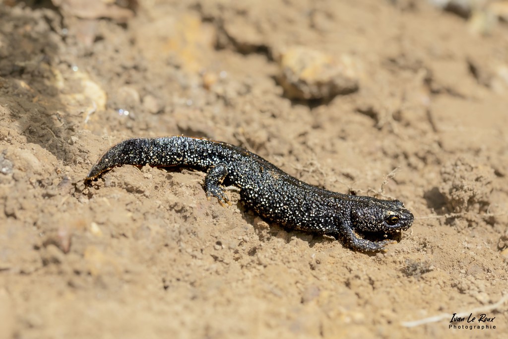 Triton - Romilly-la-Puthenaye (27) - 2022